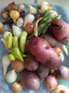 onions, peppers, green beans, and potatoes, all fresh from a home garden.